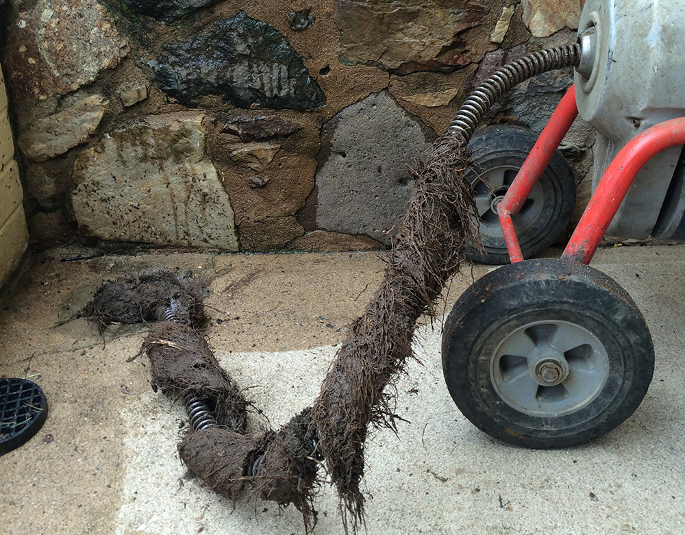 How To Clear Tree Roots From Drains Blueline Plumbing & Gas